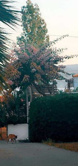 "Patra'S" Apartments Patra Poseidonion Buitenkant foto